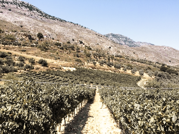 Insights Greece - Wine Expert Nico Manessis: My Greatest Grape Moments