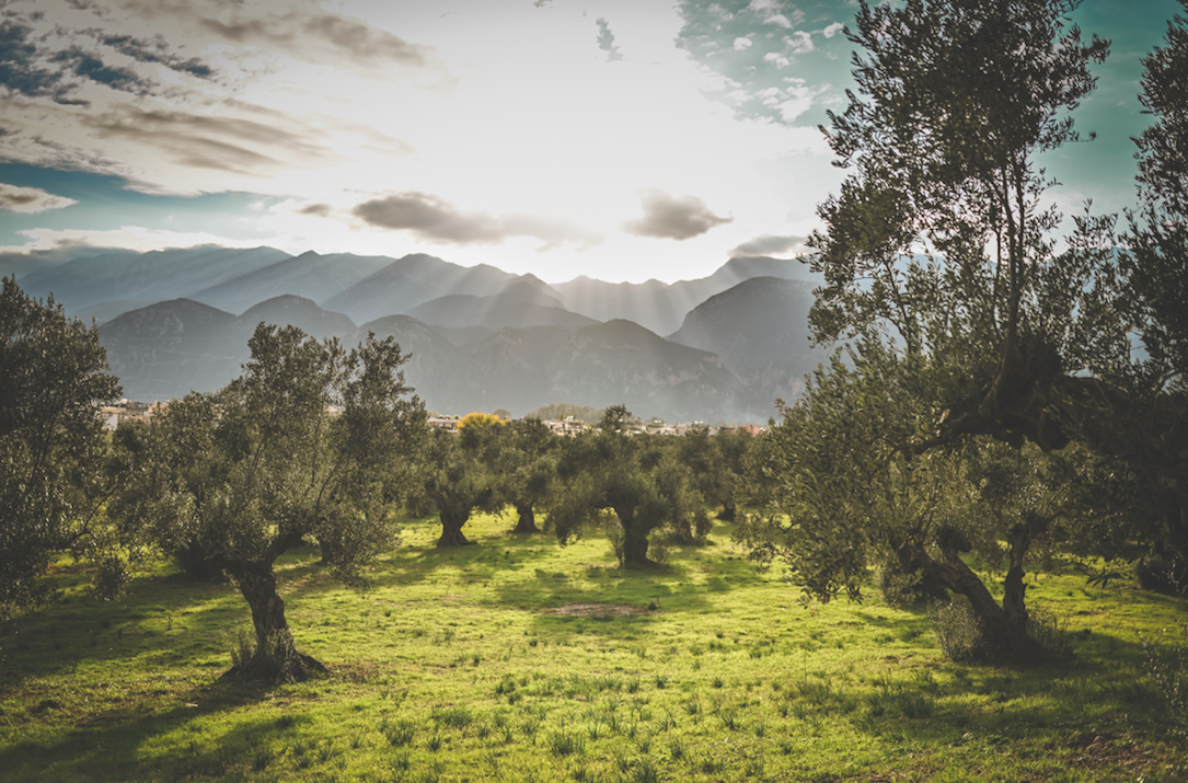 Insights Greece - Celebrating Five Generations of Sustainable Spartan Farming